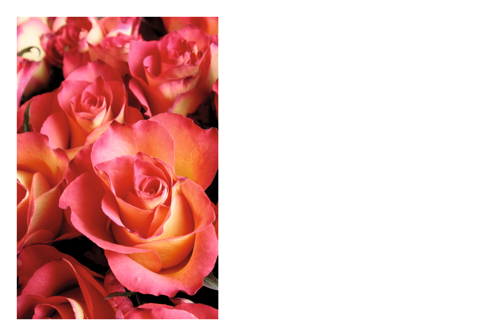 Roses