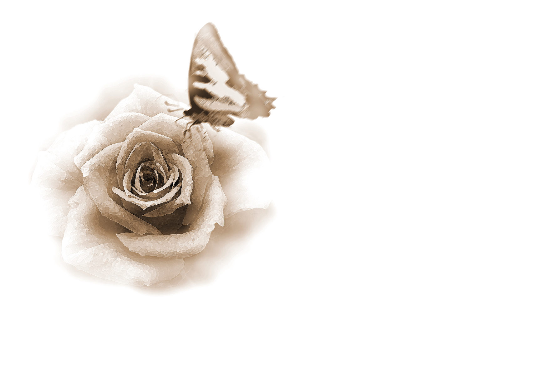 Papillon sur rose