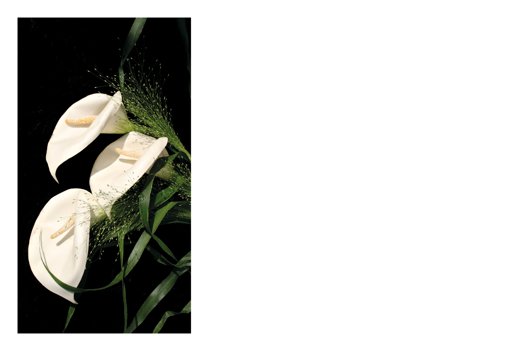 Lys blanc