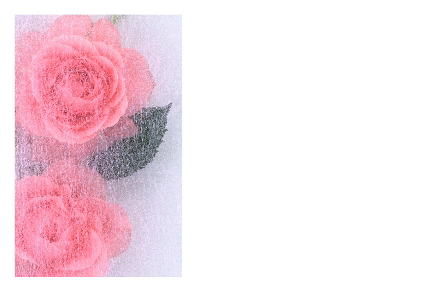 Voile sur roses