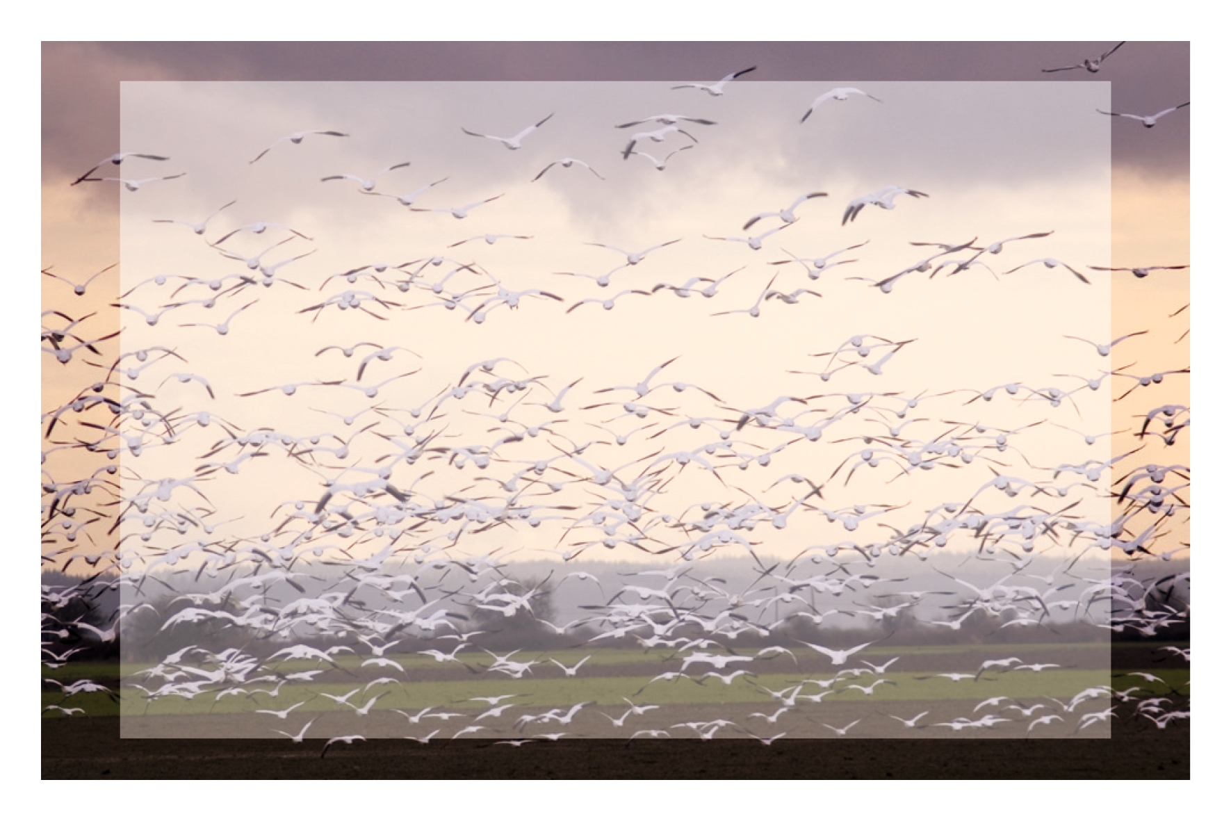 Oiseaux