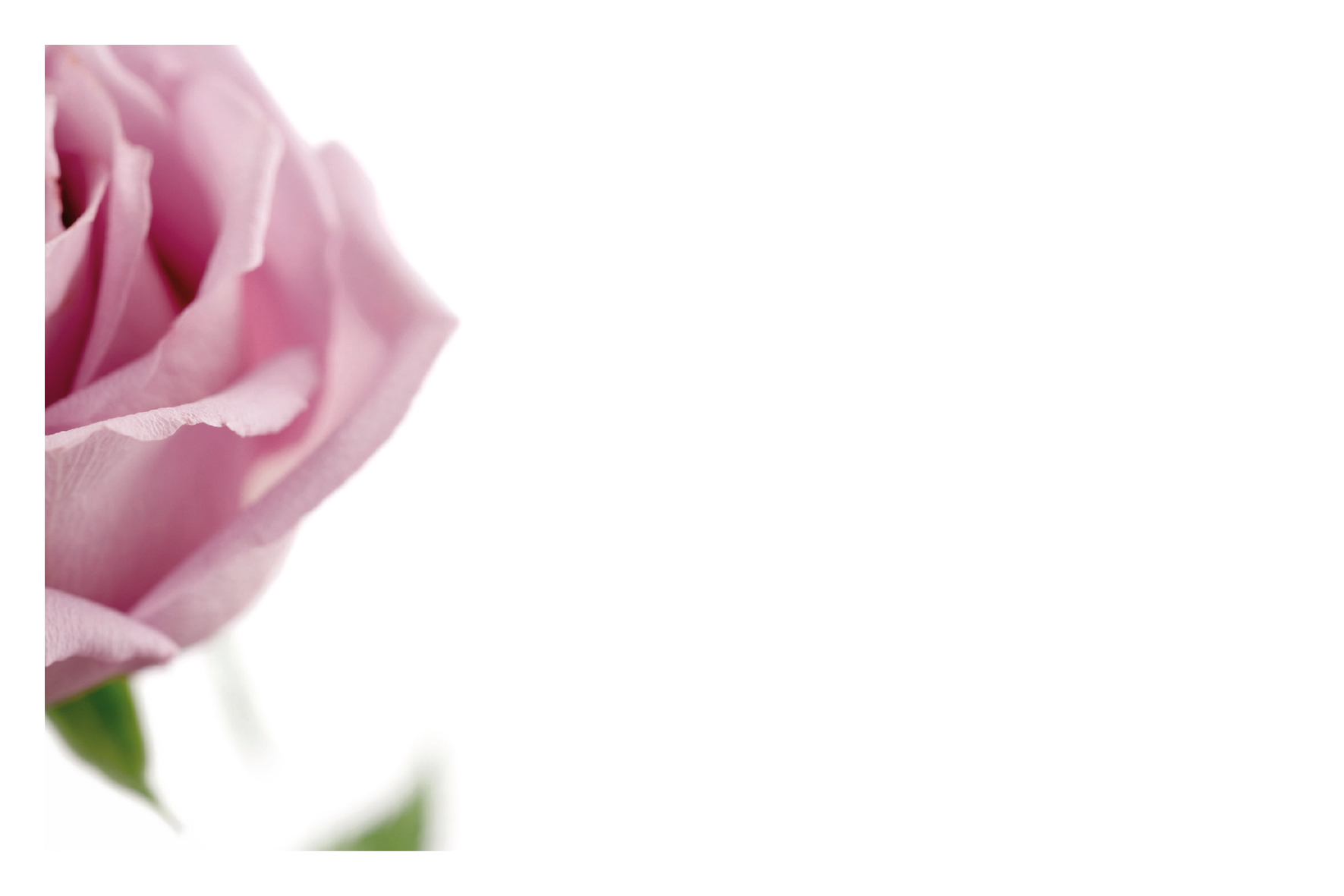 Rose parme