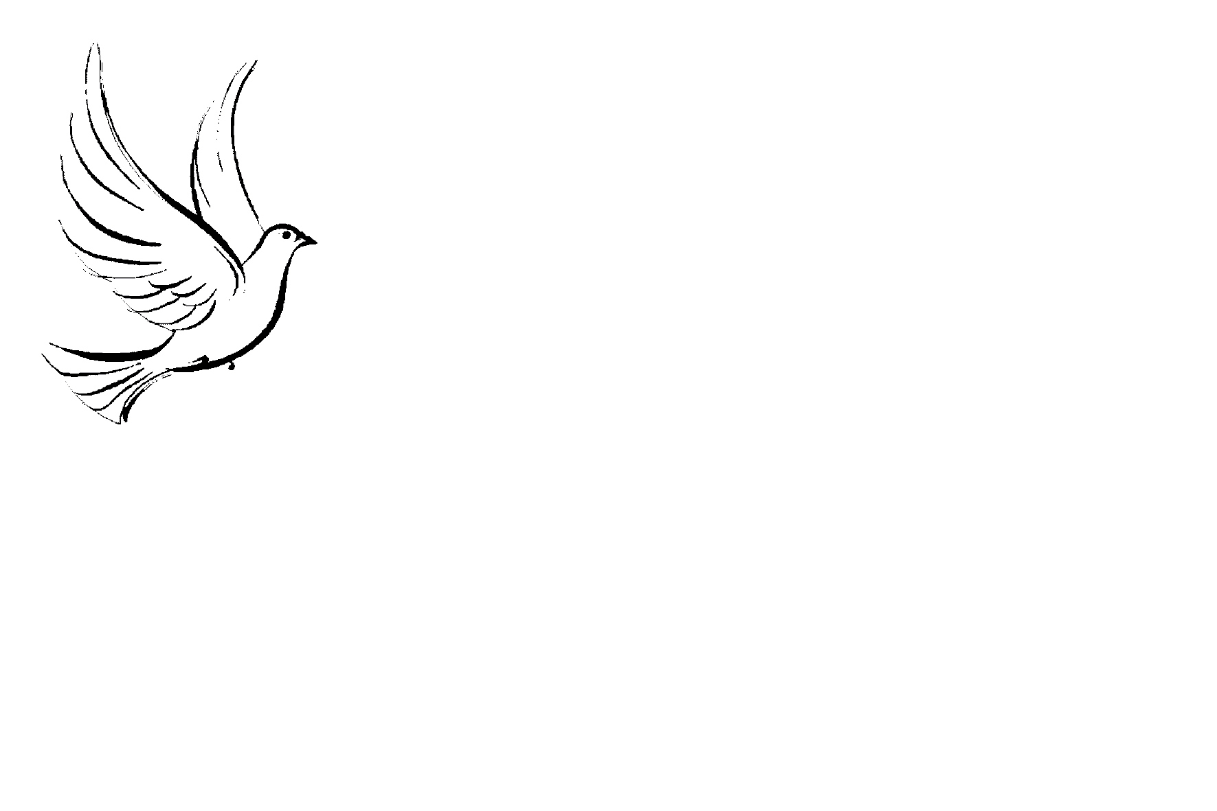 Colombe dessin