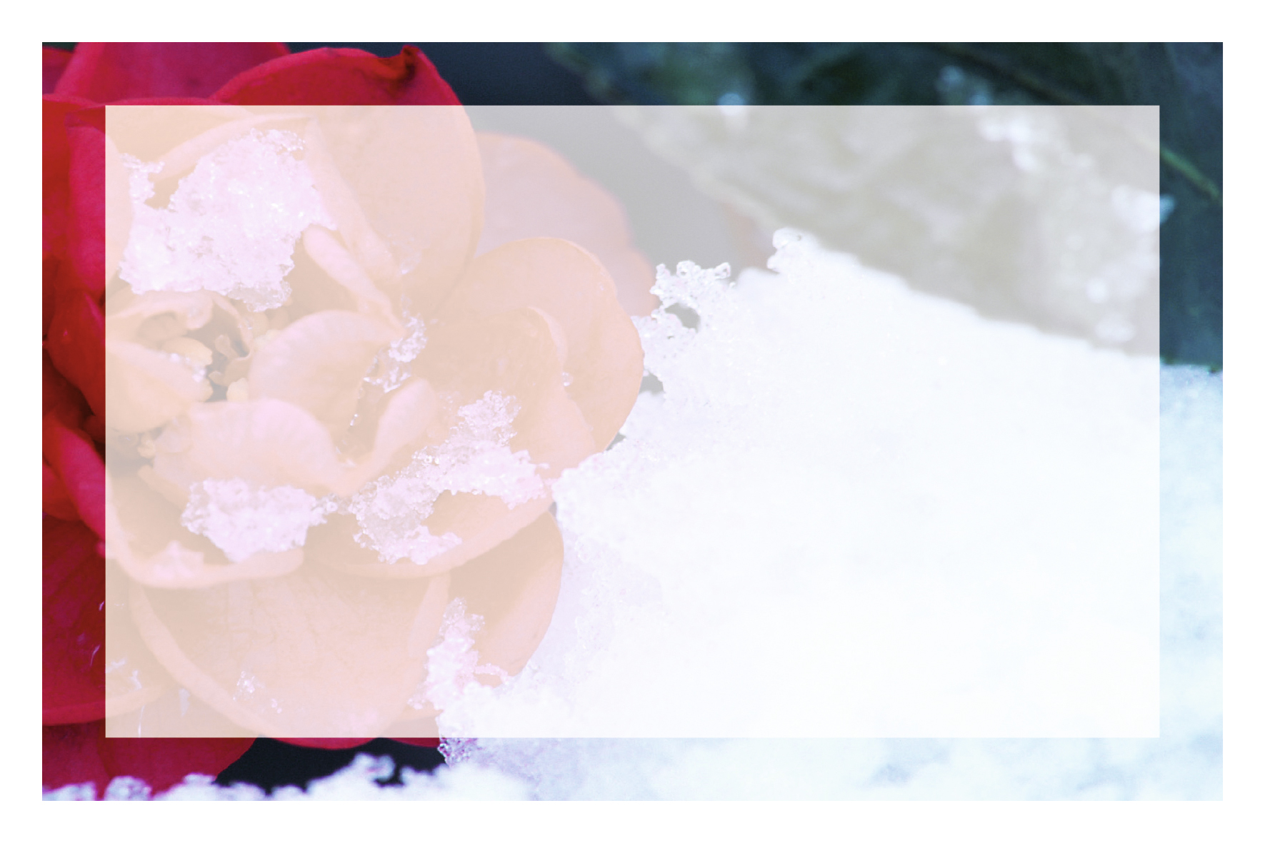 Rose et neige