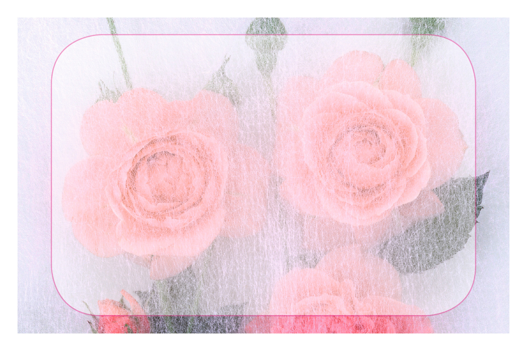 Voile sur roses en fond