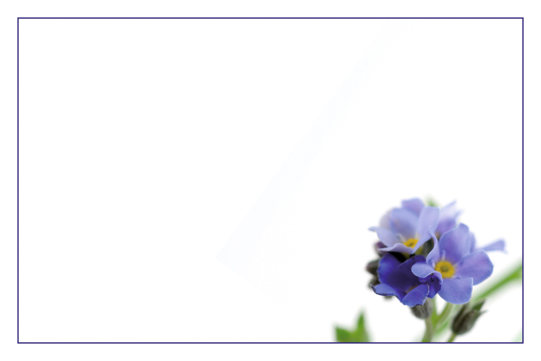 Violettes