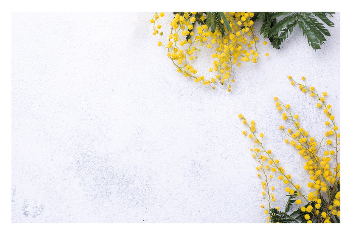 Mimosa