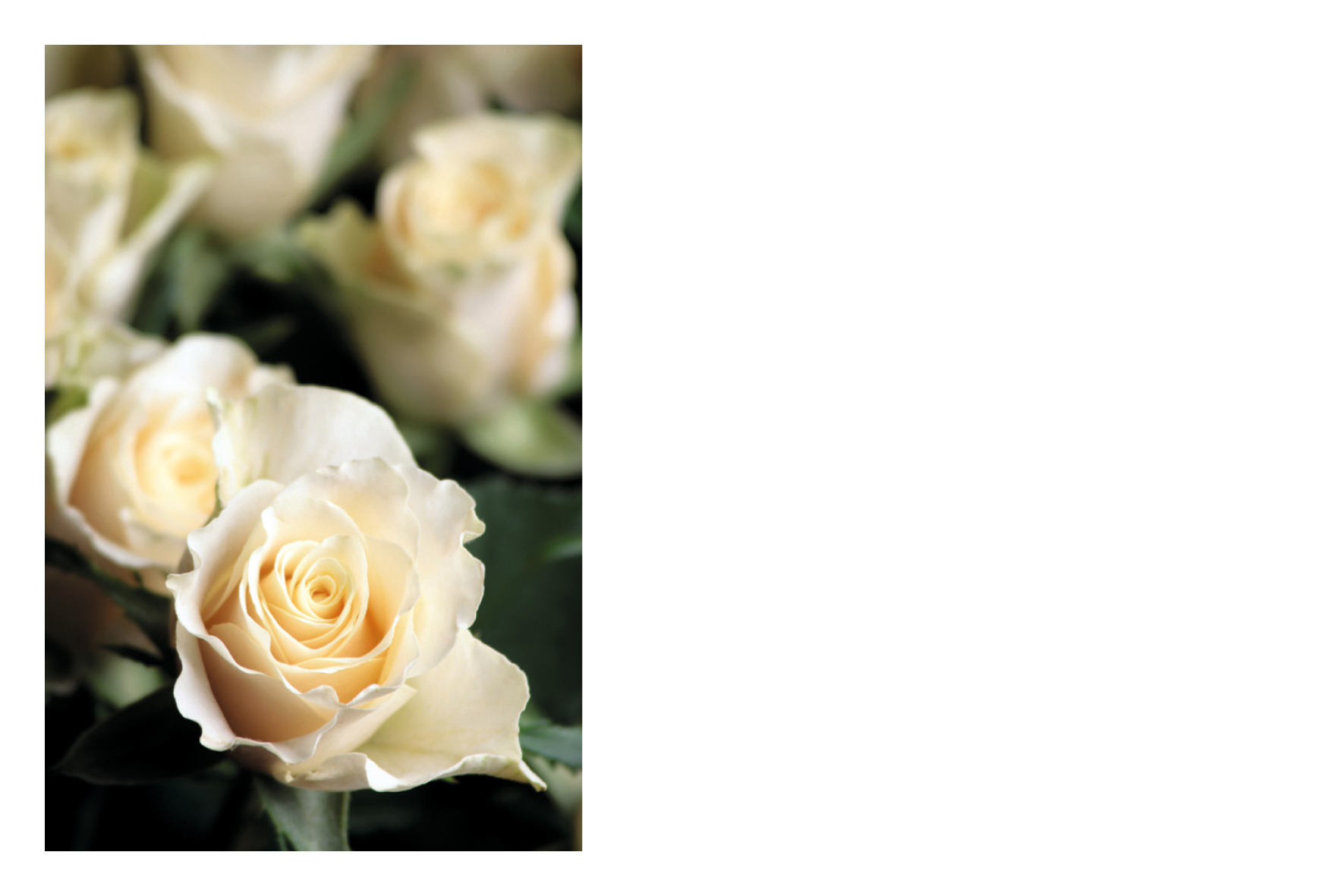 Roses blanches