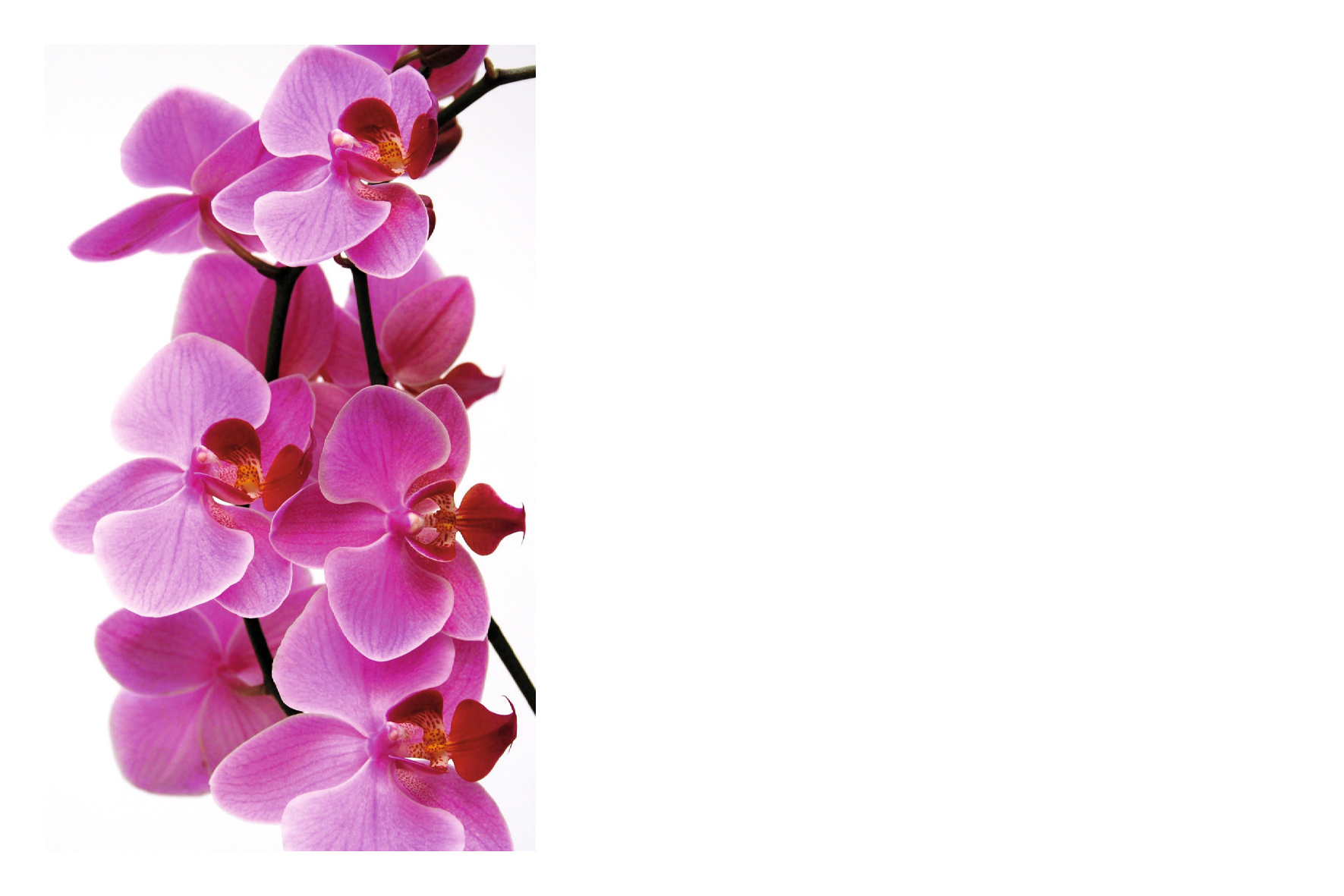 Orchidées