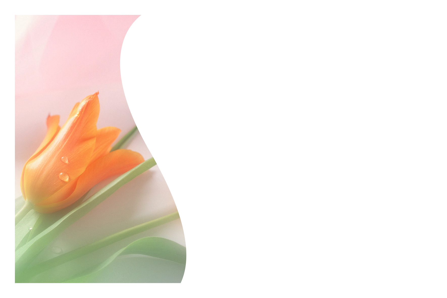 Tulipe