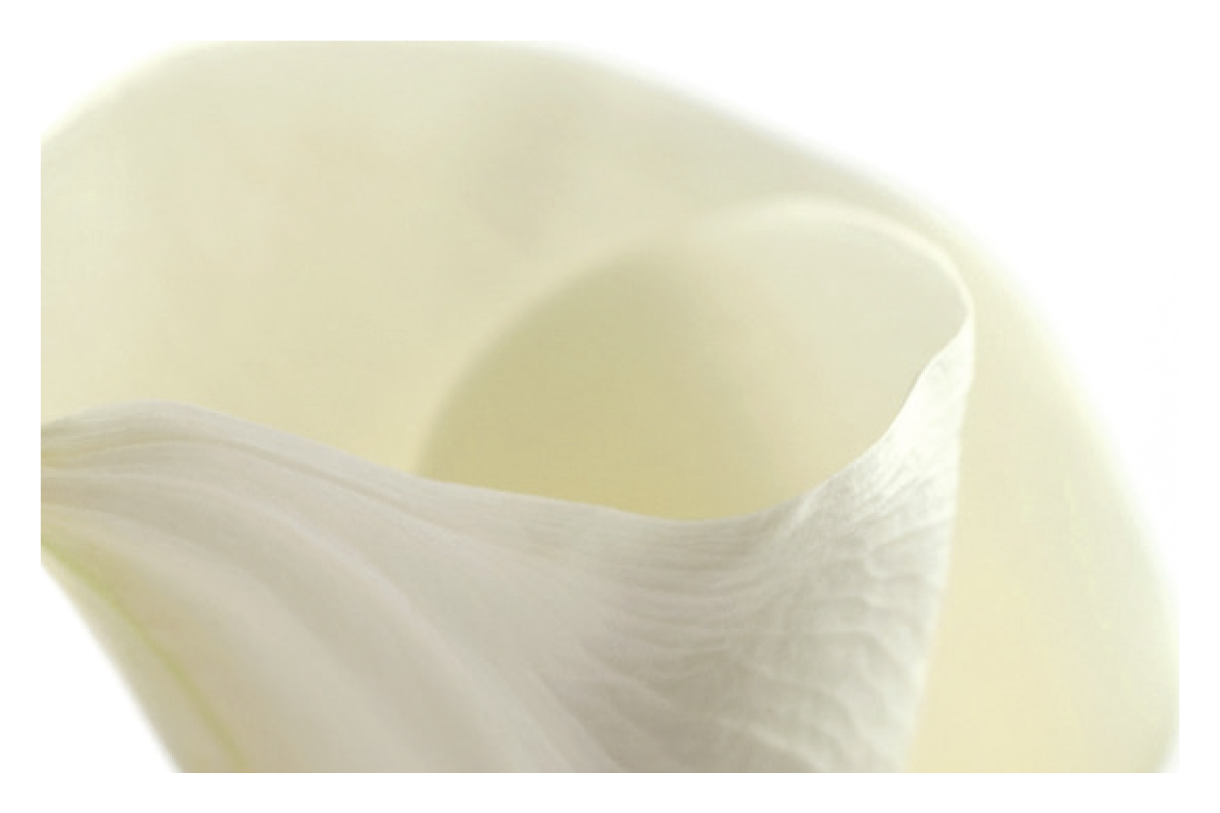 Fleur blanche